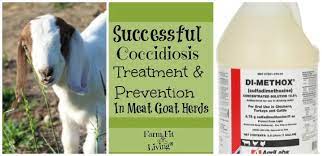 Successful Coccidiosis Treatment And Prevention In Meat Goat Herds