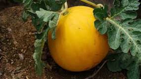 Is a melon a type of gourd?