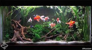 great gold fish tank ideas goldfish tank goldfish aquarium goldfish