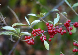 We make this jam, but it does not keep for very long. Autumn Olives All Around Edible Manhattan