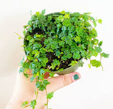 Image result for Ficus pygmaea