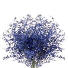 Image result for Limonium