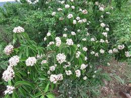 Image result for Volkameria glabra