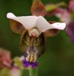 Image result for Eulophia horsfallii