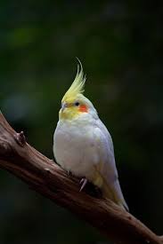 Colourful, active, inquisitive birds that are easy to. Pin On Everything Cockatiel