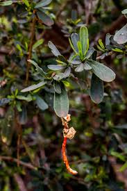 Image result for Cadaba natalensis