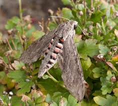 Image result for Convolvulus ocellatus