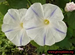 Image result for Ipomoea trinervia