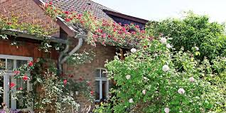 Axhillari hausmeister garten und landschaftsbau, hildesheim. Historisches Rosenparadies In Hildesheimer Garten Hildesheimer Allgemeine