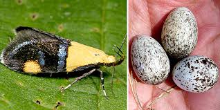 Think of it as your family's private laboratory and observatory where the science comes to you. Lesson Backyard Science Tallying Local Species To Learn About Diversity The New York Times