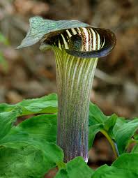 Image result for Araceae