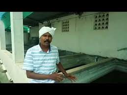 Betta Fish Farm Madurai Huge Betta Collection Youtube
