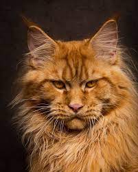 kak velikolepnye ogromnye koty mejn kuny zavoevali vseplanetnuyu lyubov ridus mejn kun tovary dlya zhivotnyh samaya bolshaya sobaka