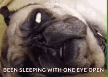 Beau johnston (goodreads author) 3.80 · rating details · 15 ratings · 8 reviews. Sleep With One Eye Open Gifs Tenor