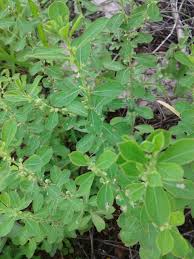 Image result for Phyllanthus gagnioevae