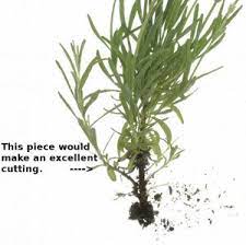 This is because the lavender will typically grow roots much more easily than at other times of the year. Lavender Cuttings Propagating Lavender From Cuttings