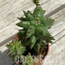 Image result for Euphorbia chevalieri