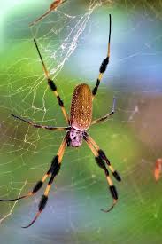 Nephila Clavipes Photograph B B B Big Spider By William Tasker Spider Art Big Spiders Welding Art