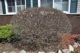 Dwarf korean lilac tree care. Gardenatoz Prune A Dwarf Lilac Garden A To Z