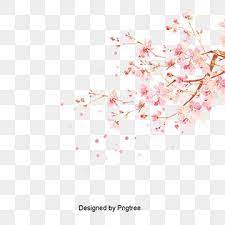 Tinta Pintados A Mano Hebilla Material Libre De Arboles De Cerezo Cherry Blossom Watercolor Cherry Blossom Japanese Cherry Blossom