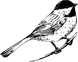 Black And White Bird Pictures Black And White Pictures Of Birds Bird Clip Art Vector Clip Art Online Royalty Free Public Domain Black And White Birds Bird Clipart Chickadee