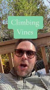 American Groundnut Climbing Vines