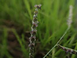 Image result for Melanospermum