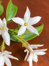 Image result for Aulacocalyx jasminiflora