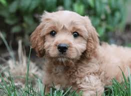 A toy cavapoo is created by mixing the toy poodle with a cavalier. Best Dog Insurance For The Cavapoo Discover Top Policies At The Cheapest Prices