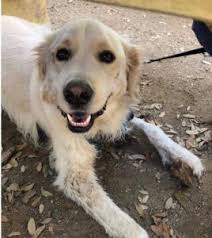 Shop online and find special deals. The Dogs Of Katy Trail