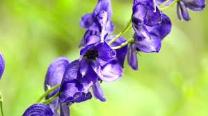 Aconite Aconitum Napellus Most Toxic Stock Footage Video 100 Royalty Free 1012741745 Shutterstock
