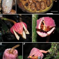 Image result for Dactyladenia gilletii