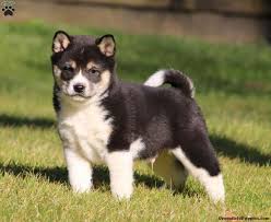 Even without training they love being quiet. Black Shiba Inu Breeder Off 59 Www Usushimd Com