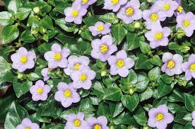 Image result for Exacum