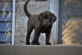 These intelligent canines are known for their jobs as police assistants, search and rescue pups, contraband sniffers, service dogs and more. Presque Isle Labradors Home Facebook