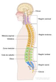 Learn more about the diagnosis, prognosis, and treatment of. Definicion De Espina Dorsal Diccionario De Cancer Del Nci Instituto Nacional Del Cancer