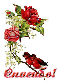 Живые фотографии | Красивые птицы, Красивые розы, Рисунки сердца