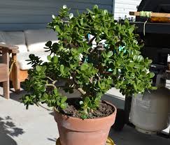 Jade Plant Jade Plants Plants Garden