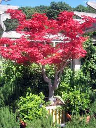 Japanese Maple Minnesota Aboretum Minneapolis Minnesota Repinned By Www Loisjoyhofmann Com Trees To Plant Garden Tours Plants