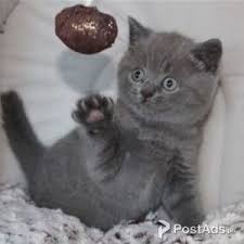 Find great deals on ebay for british shorthair cats. British Shorthair Cats In Philippines Postads Ph