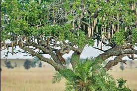 Image result for Kigelia africana