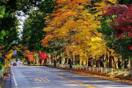 Momiji - Sự diệu kỳ của mùa thu Nhật Bản | SONGHANTOURIST