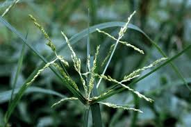 Image result for Pycreus sp.no.1