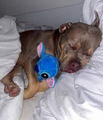Dog cuddling with stuffed seal toy