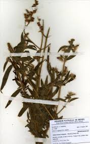 Image result for Dissotis irvingiana