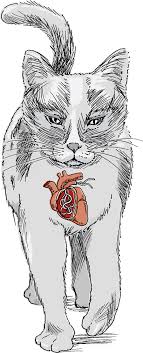 Find out about cat illness symptoms and when to get pet health care. Heartworm Disease In Cats Cat Owners Veterinary Manual