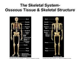 The smallest bone in the human body is called the stirrup bone, located deep inside the ear. The Skeletal System Osseous Tissue Skeletal Structure Ppt Video Online Download