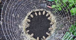 Garten Im Hochformat Kartoffeln Wachsen Im Turm Garten Kartoffelturm Vertikaler Krautergarten