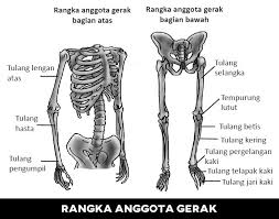 Materi rangka manusia kelas 4 sd. Pengertian Bagian Bagian Dan Fungsi Rangka Tubuh Manusia Habibullah Al Faruq