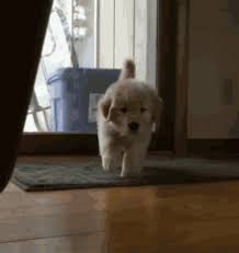 Reddit gives you the best of the internet in one place. Golden Retriever Gifs Tenor